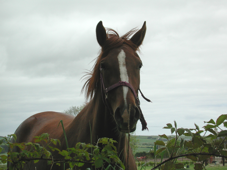 Horse in Boulteen.jpg 298.0K